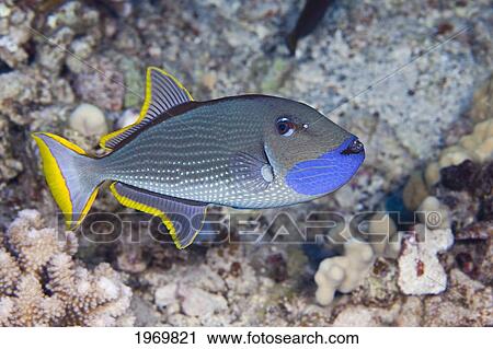 Stock Image - Hawaii, The Male Gilded Triggerfish (Xanthichthys Auromarginatus) Is More Colorful Than The Female. Both Spend A Great Deal Of Time Above The Reef Where They Feed On Passing Plankton.. Fotosearch