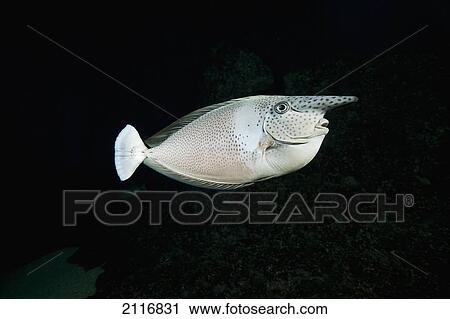 Stock Image - Hawaii, The Paletail unicornfish (Naso brevirostris) is called Kala lolo in Hawaiian.. Fotosearch