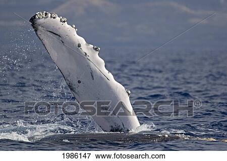 Stock Photo - Hawaii, The Pectoral Fin Of A Humpback Whale (Megaptera Novaeangliae).. Fotosearch