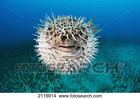Picture - Hawaii, The spotted porcupinefish (Diodon hystrix) floating in deep blue pacific waters.. Fotosearch