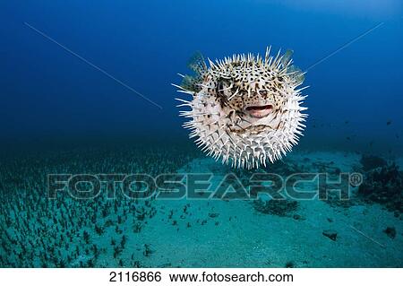 Stock Photograph - Hawaii, The spotted porcupinefish (Diodon hystrix) floating in deep blue pacific waters.. Fotosearch