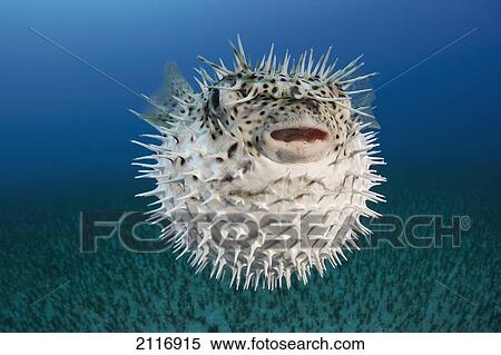 Stock Photography - Hawaii, The spotted porcupinefish (Diodon hystrix) floating in deep blue pacific waters.. Fotosearch