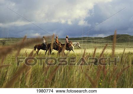 Hawaii, Three Cowboys On Horseback Riding Through Open Field, Dark Storm Clouds Overhead. View Large Photo Image Picture - Hawaii, Three Cowboys On Horseback Riding Through Open Field, Dark Storm Clouds Overhead.. Fotosearch