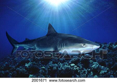 Stock Image - Hawaii, Tiger Shark Over Reef, Sunburst (Galeocerdo Cuvier). Fotosearch