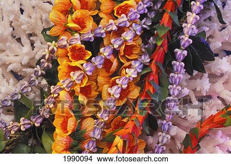 Hawaii, Tight Crop Of Colorful Leis On White Coral Studio Shot View Large Photo Image Picture - Hawaii, Tight Crop Of Colorful Leis On White Coral Studio Shot. Fotosearch