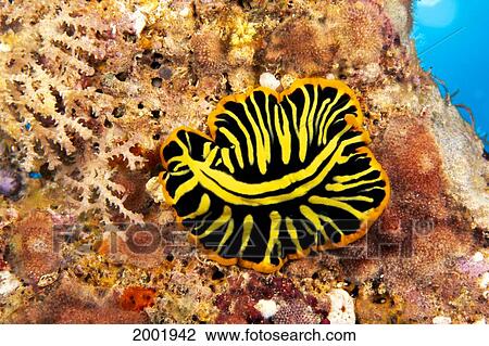 Stock Image - Hawaii, Top View Of Leopard Flatworm, Close-Up (Pseudoceros Pardalis). Fotosearch