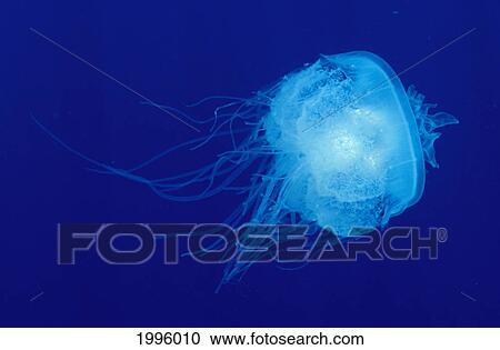 Hawaii, Translucent Jellyfish (Cephea Cephea) Floats In Deep Blue Water. View Large Photo Image Stock Image - Hawaii, Translucent Jellyfish (Cephea Cephea) Floats In Deep Blue Water.. Fotosearch