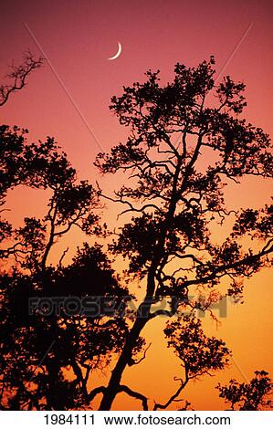 Stock Image - Hawaii, Tree Silhouetted Against Colorful Sunset, Crescent Moon In Sky.. Fotosearch