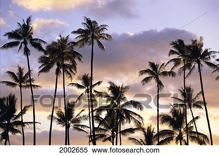 Stock Photography - Hawaii, Tropical Coconut Palm Trees Against Soft Pink Clouds, Sunset. Fotosearch
