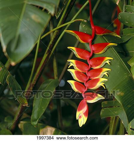 Picture - Hawaii, Tropical Plant Red Heliconia Hanging On Plant, Nature A22G. Fotosearch