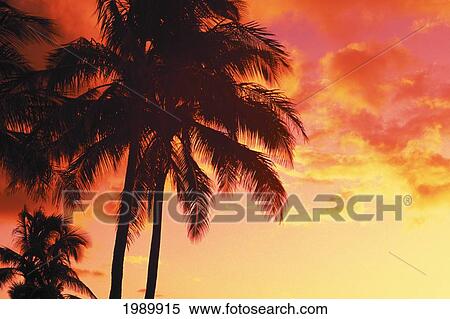 Stock Photography - Hawaii, Tropical Sunset With Palm Trees Warm Yellow, Orange Sky. Fotosearch