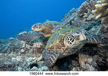 Hawaii, Two Green Sea Turtles (Chelonia Mydas) On Colorful Coral Reef. View Large Photo Image Picture - Hawaii, Two Green Sea Turtles (Chelonia Mydas) On Colorful Coral Reef.. Fotosearch