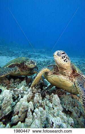 Stock Photo - Hawaii, Two Green Sea Turtles (Chelonia Mydas) On Colorful Coral Reef.. Fotosearch