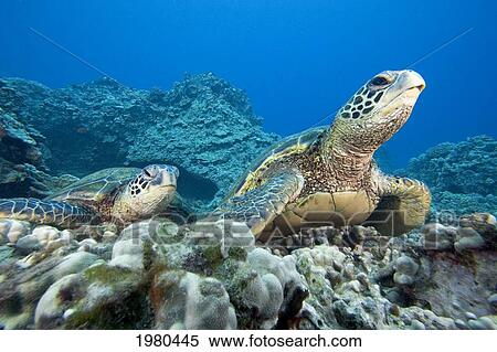 Hawaii, Two Green Sea Turtles (Chelonia Mydas) On Colorful Coral Reef. View Large Photo Image Stock Photography - Hawaii, Two Green Sea Turtles (Chelonia Mydas) On Colorful Coral Reef.. Fotosearch