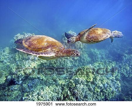 Hawaii, Two Green Sea Turtles, (Chelonia Mydas) An Endangered Species. View Large Photo Image Stock Image - Hawaii, Two Green Sea Turtles, (Chelonia Mydas) An Endangered Species.. Fotosearch