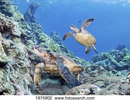 Hawaii, Two Green Sea Turtles, (Chelonia Mydas) An Endangered Species. View Large Photo Image Stock Image - Hawaii, Two Green Sea Turtles, (Chelonia Mydas) An Endangered Species.. Fotosearch