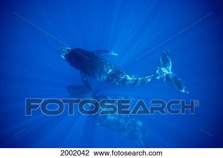 Hawaii, Two Humpback Whales (Megaptera Novaeangliae) Underwater With Sunrays, Overview, Clear Blue Ocean View Large Photo Image Stock Image - Hawaii, Two Humpback Whales (Megaptera Novaeangliae) Underwater With Sunrays, Overview, Clear Blue Ocean. Fotosearch