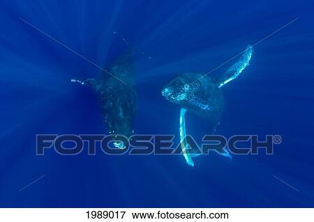Hawaii, Two Humpback Whales (Megaptera Novaeangliae) Swimming In Deep Blue Ocean. View Large Photo Image Stock Photo - Hawaii, Two Humpback Whales (Megaptera Novaeangliae) Swimming In Deep Blue Ocean.. Fotosearch