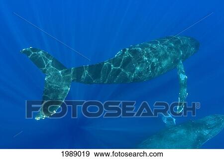 Stock Photo - Hawaii, Two Humpback Whales (Megaptera Novaeangliae) Swimming In Deep Blue Ocean.. Fotosearch