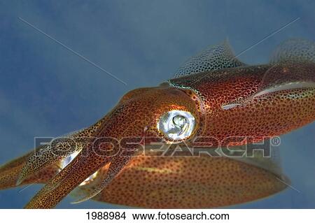 Hawaii, Two Oval Squid (Sepioteuthis Lessoniana) Closeup. View Large Photo Image Picture - Hawaii, Two Oval Squid (Sepioteuthis Lessoniana) Closeup.. Fotosearch