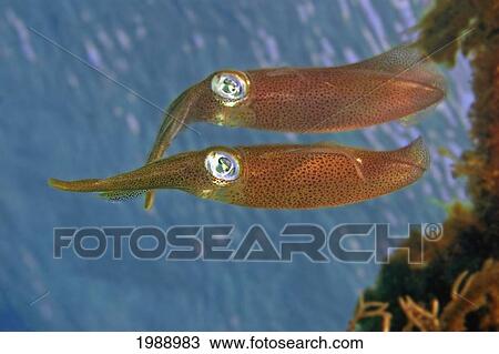 Hawaii, Two Oval Squid (Sepioteuthis Lessoniana) Viewed From The Side. View Large Photo Image Stock Image - Hawaii, Two Oval Squid (Sepioteuthis Lessoniana) Viewed From The Side.. Fotosearch