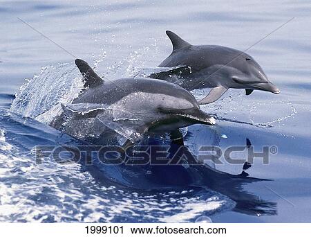Hawaii, Two Pacific Spotted Dolphins At Surface Of Glassy Ocean With Reflections View Large Photo Image Stock Image - Hawaii, Two Pacific Spotted Dolphins At Surface Of Glassy Ocean With Reflections. Fotosearch