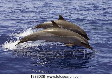 Stock Photo - Hawaii, Two Pantropical Spotted Dolphin (Stenella Attenuata) Jumping.. Fotosearch