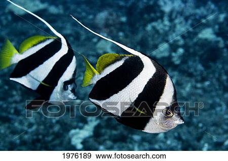 Stock Photo - Hawaii, Two Pennant Bannerfish (Heniochus Chrysostomus) Gliding Through Water Together.. Fotosearch