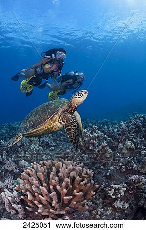 Stock Image - Hawaii, Two young women on underwater scooters, Green Sea Turtle and reef in foreground.. Fotosearch