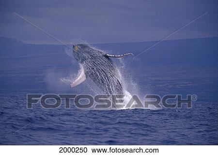 Hawaii, Underside Breaching Humpback Whale (Megaptera Novaeangliae) D1947 View Large Photo Image Stock Image - Hawaii, Underside Breaching Humpback Whale (Megaptera Novaeangliae) D1947. Fotosearch