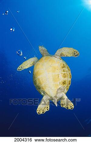 Hawaii, Underside Green Sea Turtle Blue Ocean, Sunburst In Corner (Chelonia Mydas) Bubbles View Large Photo Image Stock Photograph - Hawaii, Underside Green Sea Turtle Blue Ocean, Sunburst In Corner (Chelonia Mydas) Bubbles. Fotosearch