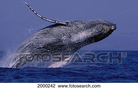 Stock Image - Hawaii, Underside Humpback Whale (Megaptera Novaeangliae) Breaching, Clear Blue Sky Background D1975. Fotosearch