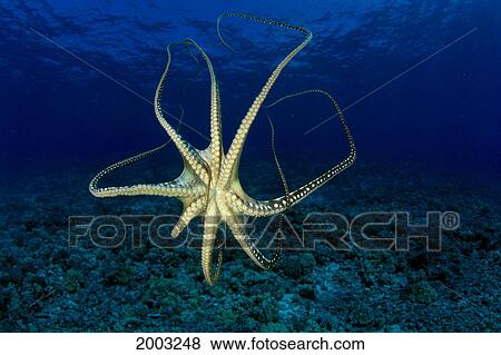 Stock Photo - Hawaii, Underside View Of Day Octopus (Octopus Cyanea) In Blue Ocean Over Reef. Fotosearch
