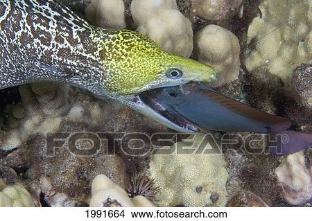 Hawaii, Undulated Moral Eel (Gymnothorax Undulatus) Feeding On A Surgeonfish At Night. View Large Photo Image Picture - Hawaii, Undulated Moral Eel (Gymnothorax Undulatus) Feeding On A Surgeonfish At Night.. Fotosearch