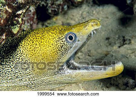 Hawaii, Undulated Moral Eel (Gymnothorax Undulatus) With Mouth Open, Close-Up C1926 View Large Photo Image Picture - Hawaii, Undulated Moral Eel (Gymnothorax Undulatus) With Mouth Open, Close-Up C1926. Fotosearch