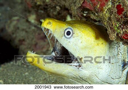 Hawaii, Undulated Moral Eel (Gymnothorax Undulatus) Close-Up Of Yellow Head Coming Out Of Hole View Large Photo Image Stock Image - Hawaii, Undulated Moral Eel (Gymnothorax Undulatus) Close-Up Of Yellow Head Coming Out Of Hole. Fotosearch