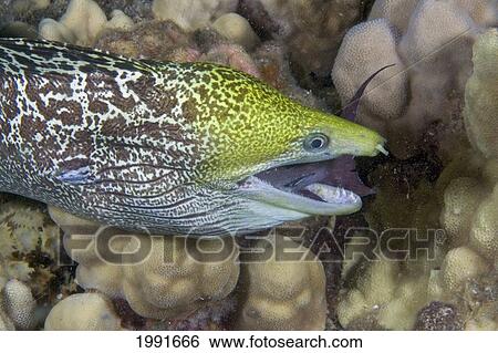 Hawaii, Undulated Moral Eel (Gymnothorax Undulatus) Feeding On A Surgeonfish At Night. View Large Photo Image Stock Photograph - Hawaii, Undulated Moral Eel (Gymnothorax Undulatus) Feeding On A Surgeonfish At Night.. Fotosearch