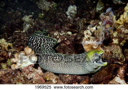 Stock Photography - Hawaii, Undulated Moral Eel (Gymnothorax Undulatus) Free Swimming Over The Reef At Night.. Fotosearch