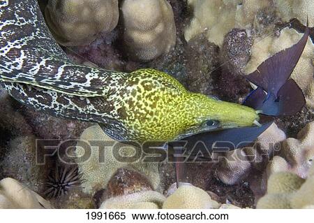 Stock Photography - Hawaii, Undulated Moral Eel (Gymnothorax Undulatus) Feeding On A Surgeonfish At Night.. Fotosearch