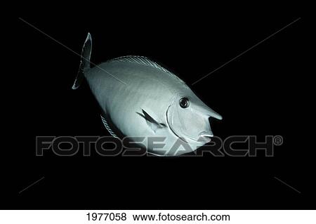 Stock Photo - Hawaii, Unicorn Surgeonfish, Black Background, (Naso Brevirostris).. Fotosearch