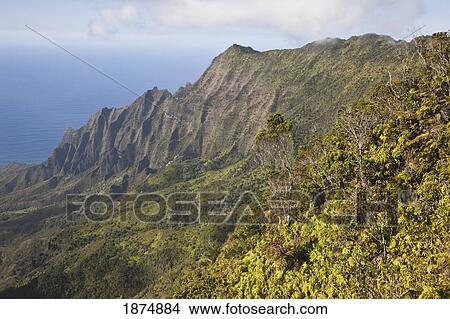 Picture - Hawaii, United States Of America; Kalalau Valley From Pihea Trail With Tropical Vegetation And The Pacific Ocean. Fotosearch