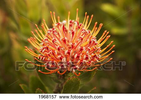 Stock Photo - Hawaii, Upcountry Maui, Close-Up Of Orange Pin Cushion Protea.. Fotosearch