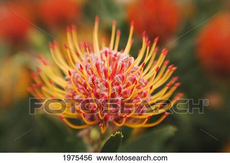 Stock Photograph - Hawaii, Upcountry Maui, Close-Up Of Orange Pin Cushion Protea.. Fotosearch