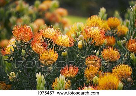 Stock Photo - Hawaii, Upcountry Maui, Orange Pin Cushion Protea Blossoms On Bush.. Fotosearch