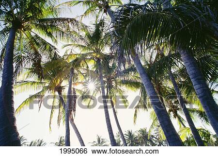 Hawaii, Upward View Of A Grove Of Tall Palm Trees View Large Photo Image Stock Photograph - Hawaii, Upward View Of A Grove Of Tall Palm Trees. Fotosearch