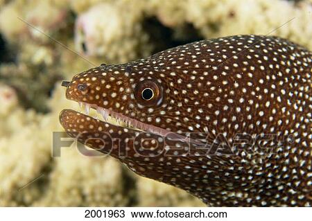Stock Image - Hawaii, Very Close-Up Image Of The Side Of A Whitemouth Moral Eel's Mouth (Gymnothorax Meleagris). Fotosearch