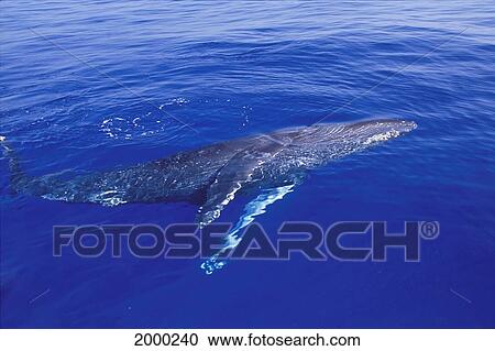 Hawaii, View From Above Humpback Whale (Megaptera Novaeangliae) Near Calm Surface, Pacific Ocean View Large Photo Image Stock Image - Hawaii, View From Above Humpback Whale (Megaptera Novaeangliae) Near Calm Surface, Pacific Ocean. Fotosearch