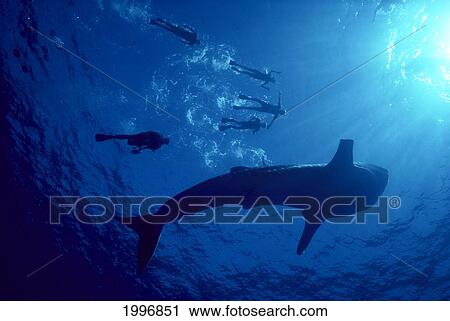 Stock Image - Hawaii, View From Beneath Whale Shark And Divers At Surface, Sunrays In Blue Ocean A79A. Fotosearch