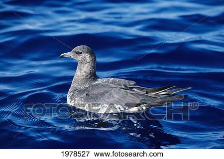 Stock Photo - Hawaii, View Of A Wedge Tailed Shearwater Duck (Puffinus Pacificus) Swimming On Blue Water.. Fotosearch