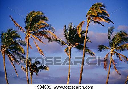 Stock Photography - Hawaii, View Of Palm Trees, Blowing In The Wind, Afternoon Light, Blue Sky. Fotosearch